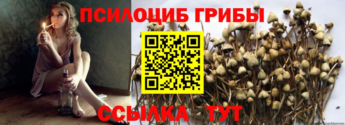 Псилоцибиновые грибы Psilocybine cubensis Нижний Новгород